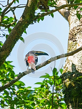 Collared Aracari (Pteroglossus torquatus) perche din a tree, taken in Costa Rica