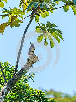 Collared Aracari (Pteroglossus torquatus) perche din a tree, taken in Costa Rica