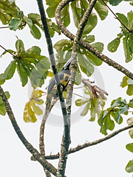 Collared Aracari (Pteroglossus torquatus) perche din a tree, taken in Costa Rica