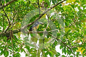 Collared Aracari (Pteroglossus torquatus) perche din a tree, taken in Costa Rica