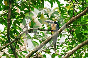 Collared Aracari (Pteroglossus torquatus) perched on a branch in a forest, taken in Costa Rica