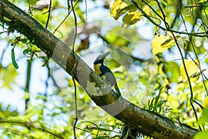 Collared Aracari (Pteroglossus torquatus) perched in a tree in a forest, taken in Costa Rica