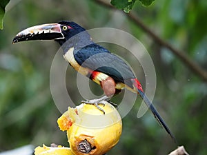 Collared aracari, Pteroglossus torquatus, picks up pulp from papaya .Costa Rica