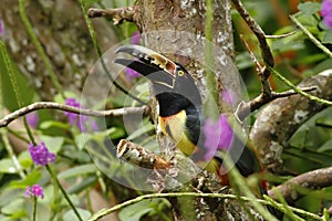 Collared Aracari - Pteroglossus torquatus sitting on tree in tropical mountain rain forest in Costa Rica, big toucan,colorful beak