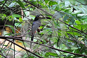 Collared Aracari - Pteroglossus torquatus - Toucan