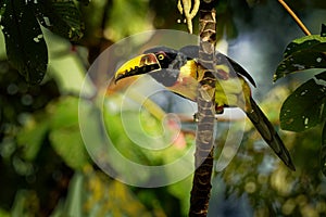 Collared Aracari - Pteroglossus torquatus is toucan, a near-passerine bird