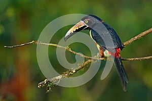 Collared Aracari - Pteroglossus torquatus is toucan, a near-passerine bird. It breeds from southern Mexico to Panama, Ecuador,