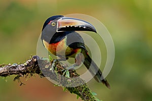 Collared Aracari - Pteroglossus torquatus is toucan, a near-passerine bird. It breeds from southern Mexico to Panama, Ecuador,