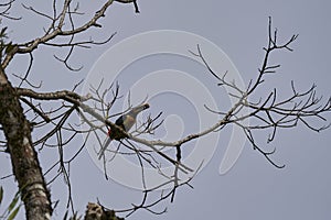 collared aracari Pteroglossus torquatus is a toucan a near passerine bird sitting above on a tree