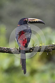 Collared Aracari (Pteroglossus torquatus) under rain