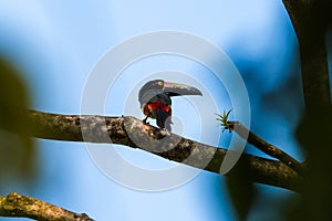 Collared aracari seen from behind