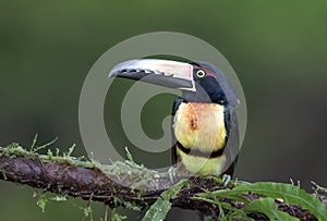 A Collared Aracari Toucan Pteroglossus perched on a mossy branch in the rainforests of Costa Rica