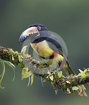 A Collared Aracari Toucan Pteroglossus torquatus perched on a leafy branch photo