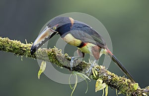 A Collared Aracari Toucan Pteroglossus torquatus perched on a leafy branch photo