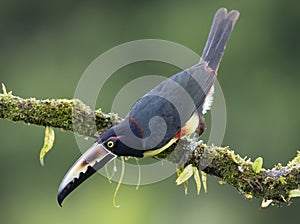 A Collared Aracari Toucan Pteroglossus torquatus perched on a leafy branch photo