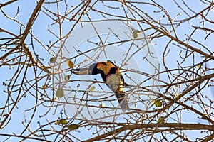 Collared Aracari in a Tree