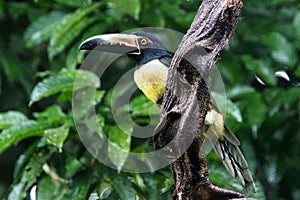 Collared Aracari in the tropical rainforest