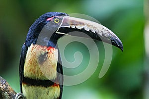 Collared Aracari in the tropical rainforest