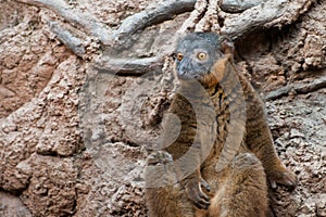 Collared Brown Lemur