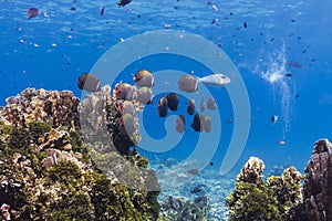 Collared butterflyfish at Similan island