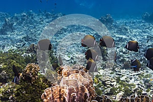 Collared butterflyfish at Similan island