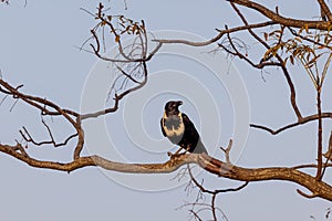 Collared Crow Corvus torquatus eating fruit in earnly morning sunlight