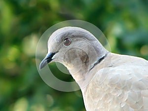 Collared Dove photo