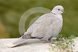 Collared Dove photo