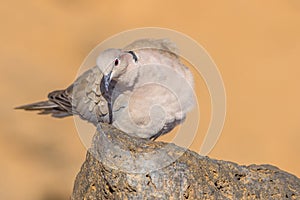 Collared dove