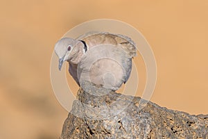 Collared dove