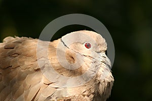 Collared Dove