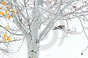 Collared Dove in an Aspen Tree