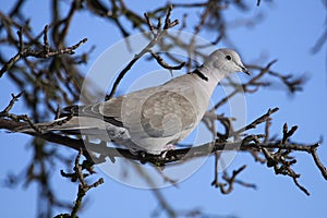 Collared dove on the branch photo