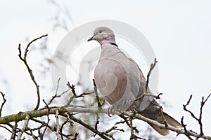Collared dove in early spring