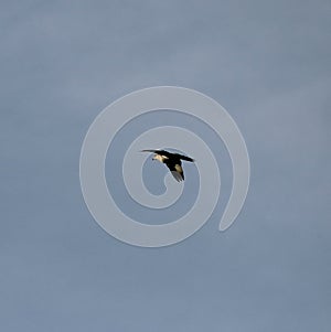 Collared Dove in flight