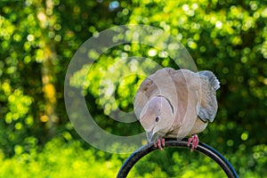 Collared Dove in garden