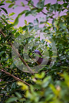 Collared dove in nature on tree