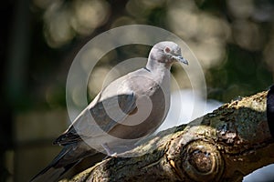 Collared Dove perched