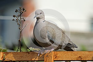 Collared Dove photo