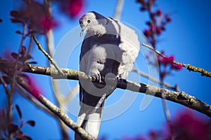 Collared dove perched in sunshine against blue sky