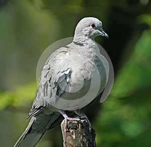 Collared dove perched in the woods