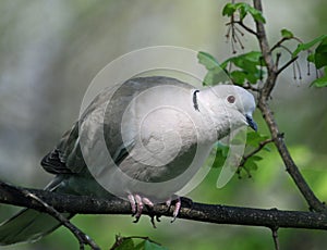 Collared dove perched in the woods