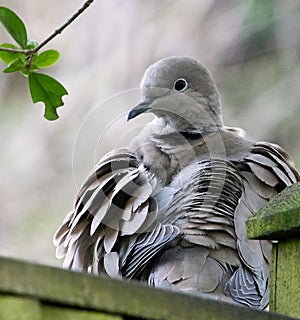Collared Dove preening