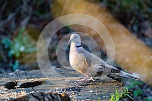 Collared dove sitting on tree stump in early morning spring light