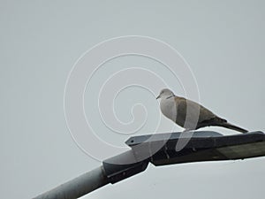 Collared dove on a street lamp