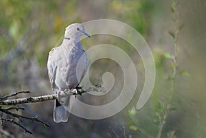 Collared dove (Streptopelia decaocto)