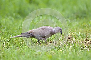 Collared Dove, streptopelia decaocto, Adult standing on Grass, Normandy