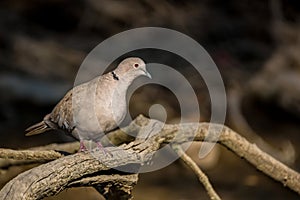 Collared dove or Streptopelia decaocto on branch