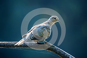 Collared dove or Streptopelia decaocto on branch