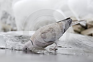 Collared-Dove , Streptopelia decaocto drinks the water